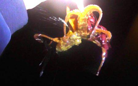 湾内タコだらけ、コウイカ、メバルカサゴは型…